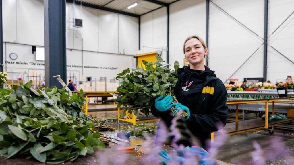Jumbo Bloemen en Planten